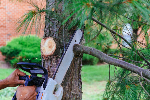 Best Hazardous Tree Removal  in Lawton, MI